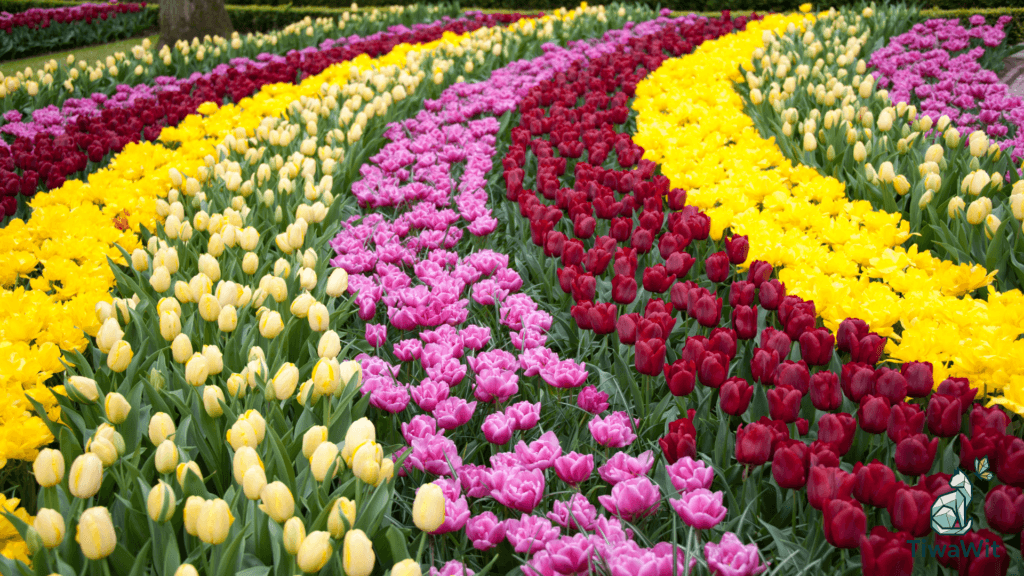 keukenhof gardens