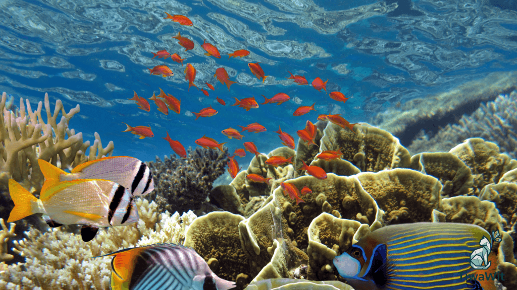maldives (2)