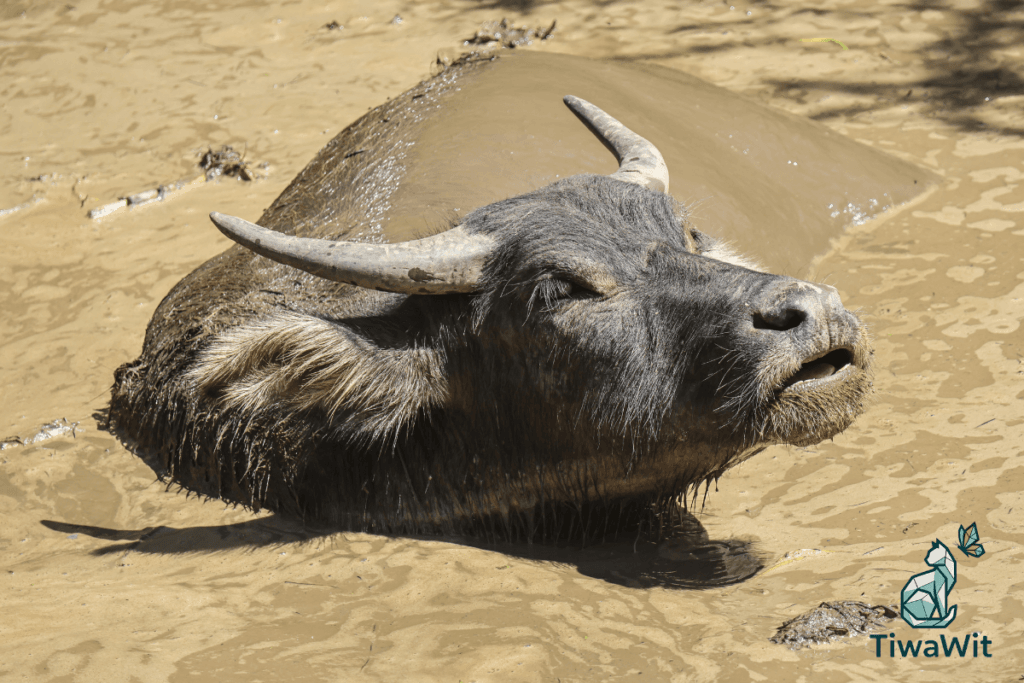 Carabao
