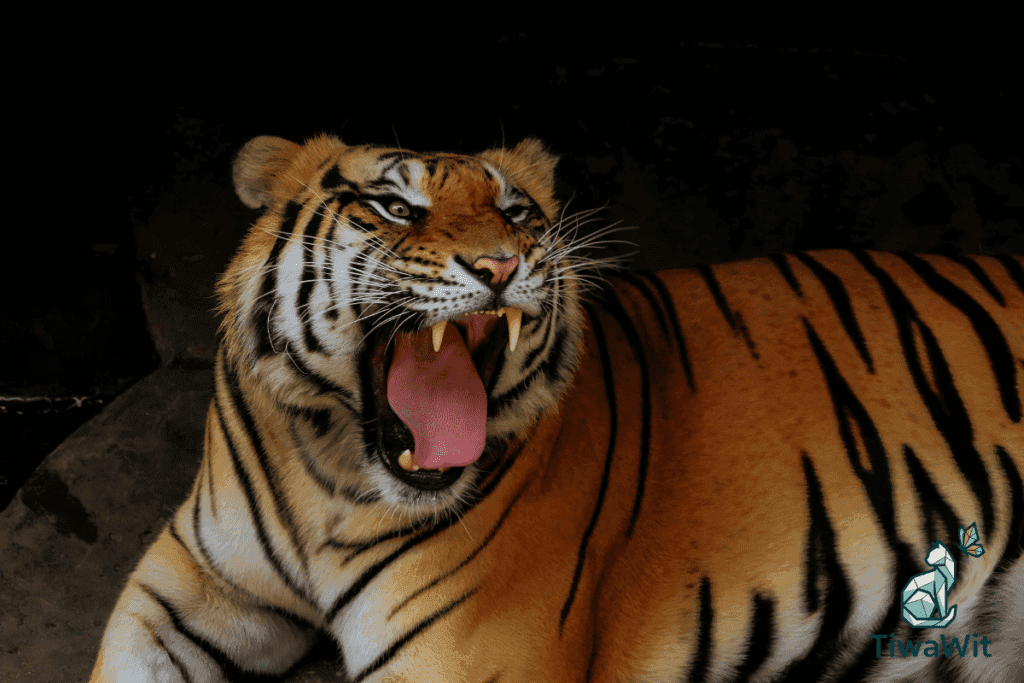 Indochinese Tiger