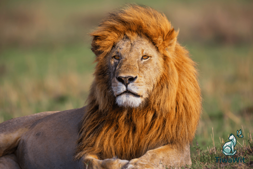 Lion