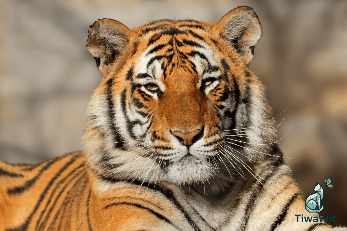 Malayan Tiger