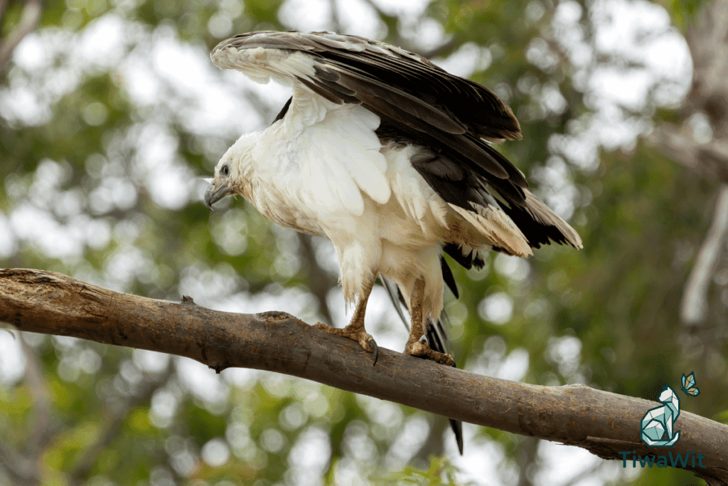 White-bellied Sea Eagle